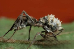 真菌操纵僵尸蚂蚁大脑 僵尸蚂蚁会入侵人类吗