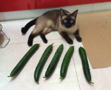 猫为什么怕黄瓜 为什么猫咪如此害怕黄瓜呢