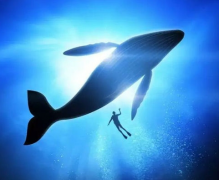 蓝鲸怎么生孩子 地球上最大的动物