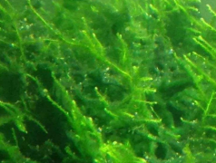 什么鱼吃青苔藻类 哪种鱼吃青苔藻类最厉害