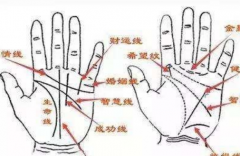 手掌上有许多不同的线 你知道它们都代表了什么吗
