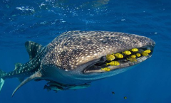 鲸鲨为什么叫豆腐鲨 鲸鲨的特点