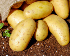 吃土豆要注意哪些问题 土豆不替代全谷杂粮