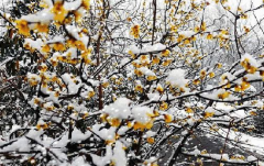 湖北寻香指南 一同踏雪寻梅蜡梅原产地我来了