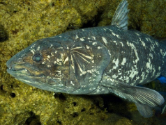 皇带鱼的外形特征 关于皇带鱼的恐怖传说