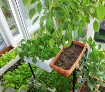 阳台植物风水的讲究 阳台摆放什么植物最好