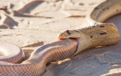世界上最毒的蛇是哪一种 哪些蛇都有毒