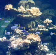 珊瑚海是世界上最大的海吗