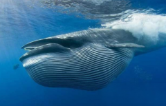 鲸鱼是哺乳动物吗 最早出现的鲸鱼是什么