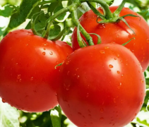 西红柿怎样做更有营养 西红柿的美味做法