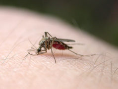 什么驱蚊产品效果最好 蚊子最怕这碗水