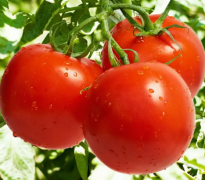 西红柿怎么吃更健康 西红柿生吃营养价值更高吗