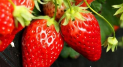 女人吃草莓的好处 草莓有哪些营养功效