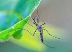 如何避免家里生蚊虫 小编教你去蚊虫方法