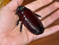 你知道昆虫中的巨人吗 世界上十种体积最大的昆虫