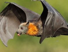 蝙蝠飞到家里应该怎么做 蝙蝠飞到家有哪些预兆