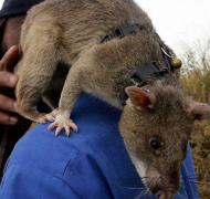 世界上最大的老鼠你知道是什么鼠吗