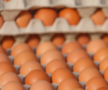 如何正确保存鸡蛋  鸡蛋可以放冰箱冷藏吗