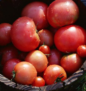 吃西红柿可能会导致人们有体臭 一起来看看原因吧