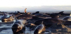鲸鱼搁浅的原因探寻 鲸鱼为什么集体自杀