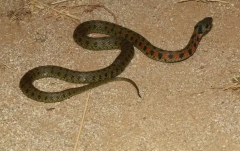虎斑颈槽蛇是什么蛇 虎斑颈槽蛇有毒吗