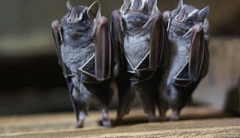 蝙蝠属于鸟类吗 胎生的蝙蝠是属于哺乳生物