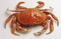 秋季吃螃蟹有什么好处 螃蟹的营养价值