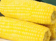 玉米有抗衰作用 玉米的众多功效