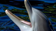 日本海豚为何频繁攻击人类