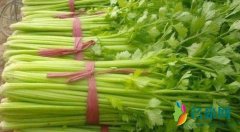 芹菜面膜引热议 哈工大的芹菜面膜功效与作用怎么