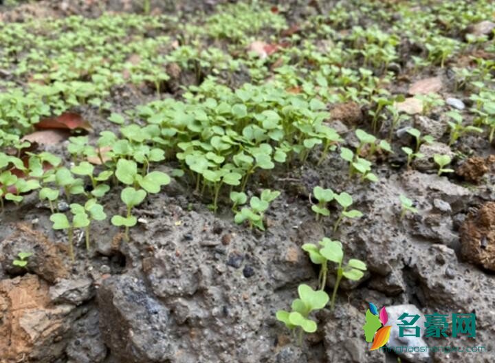 baby分享种菜日记