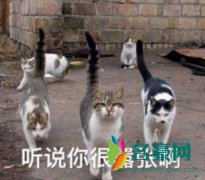 铲屎官是什么梗什么意思 铲屎官出处在哪