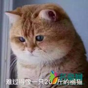 大橘为重是什么梗什么意思 大橘为重出处在哪