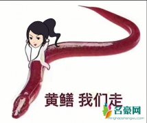 黄鳝我们走是什么梗什么意思 黄鳝我们走发展经历