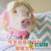 精致的猪猪女孩是什么梗什么意思 精致的猪猪女孩