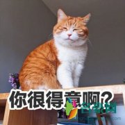 猫狗双全是什么梗什么意思 猫狗双全出处在哪