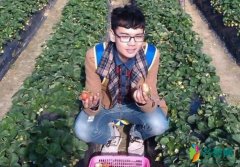 网红西红柿怎么消失了 如今消失网络让人拍手叫好