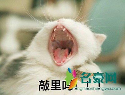 敲里吗表情包