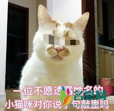 敲里吗表情包