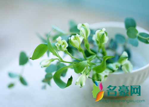 多菌灵和生根粉能同时混合使用吗？这点千万要注意1
