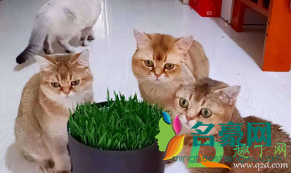 猫吃猫草毛球是吐出来的吗3