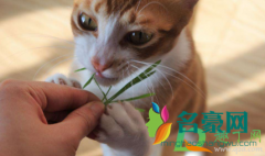 猫吃猫草毛球是吐出来的吗 猫草多久吃一次