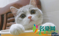 猫吃米饭有什么坏处 猫咪不能吃米吗