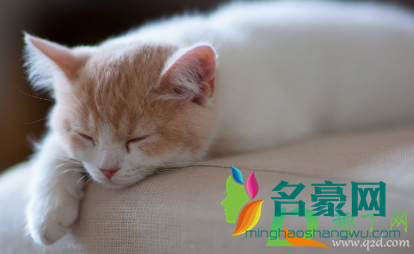 猫吃米饭有什么坏处2