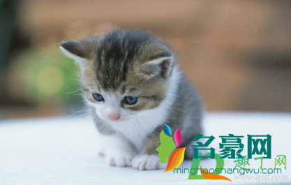 猫拉白色虫子传染人吗4