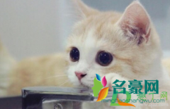 猫咪吃蛋白会怎么样 猫咪鸡蛋吃多少合适