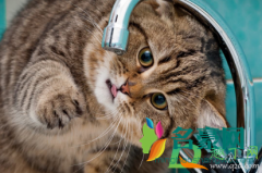 猫不爱喝水可以强灌吗 为什么猫咪不爱喝水
