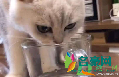 猫不爱喝水可以强灌吗3