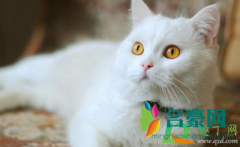 三个月的猫可以吃桃子吗 猫咪哪些水果不能吃