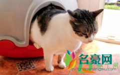 猫咪猫砂盆可以两只公用吗 猫咪拒绝猫砂盆怎么办